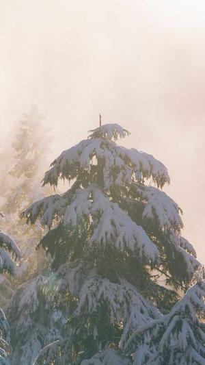 搜狗蜘蛛池提供商截图5