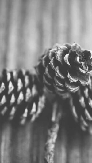 seo链接工具截图5