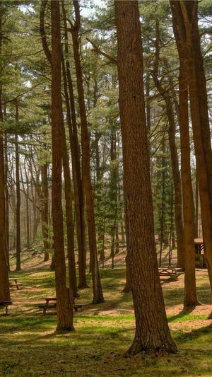 seo推广网站截图5