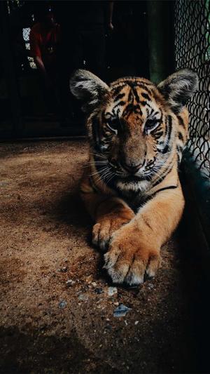 外包seo优化工具截图2