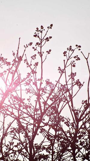 seo外链工具好用么截图2