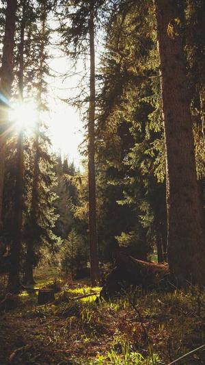 自己建蜘蛛池的方法截图5