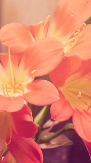 泛目录程序 破解版截图1