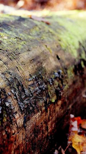 php网站建设截图2