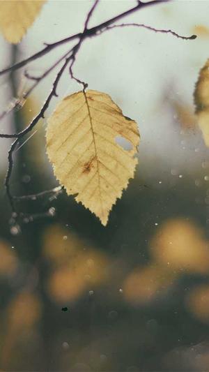 seo站长工具平台截图3